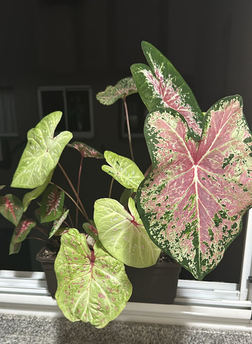 Bulbos Planta Caladium Import. Pack X 6 Bulbos Variados