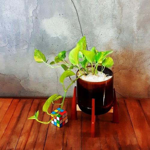 Imagen 7 de 8 de Scindapsus Little Terrario 16 Con Soporte