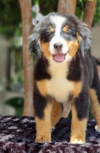 Perro Bernes De La Montaña Cachorro Mascotas Medellín
