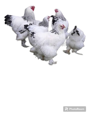 4 Huevos Fértil Gallina Brahma Envío Gratis