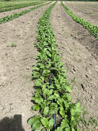 Terreno En Venta En Cadereyta