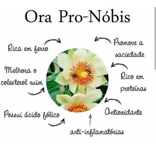 20 Estacas Ora-pro-nobis Legitimas 25%de Proteínas Legitimas