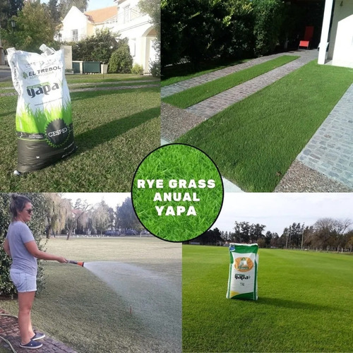 Semillas De Cesped Rye Grass Anual Variedad Estanzuela 10kg