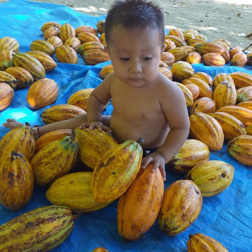 Cacao Organico (2 Kg De Semilla)