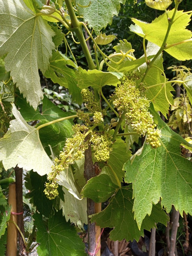 Imagen 10 de 10 de Parra Uva Moscatel - 3 Años 1.7 Mts. E.gratis Caba-gba
