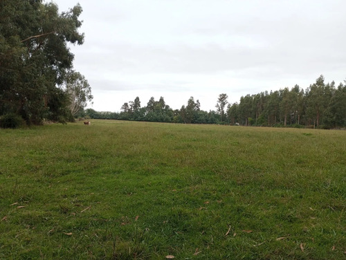 Vendo 3,56 Ha De Terreno, Especial Para Cultivo De Avellano,