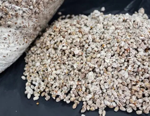 Micelio Champiñon 2 Kg (semilla Agaricus Bisporus)
