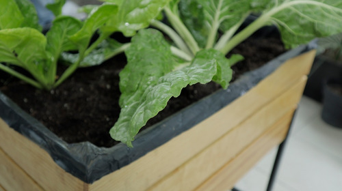 Cama De Cultivo De Hortalizas - Huerto Urbano Con Semillas