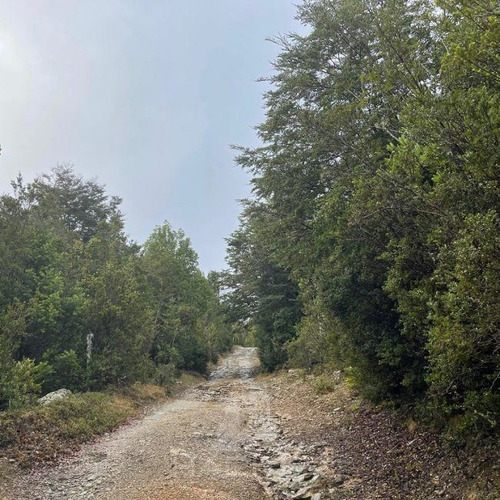 Campo De Bosque Nativo. Cercano A Parque Alerce Costero