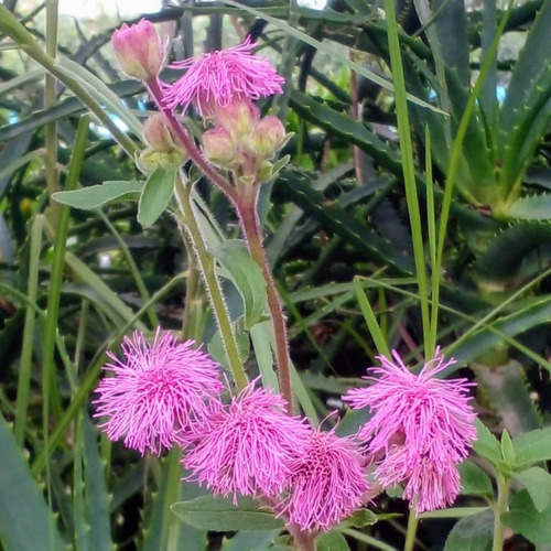 Teyú Caá (campuloclinium Macrocephalum) Herbácea Nativa - Cn
