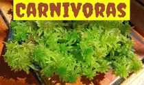 Comprar Sphagnum Moss Vivo De N. Zelanda Para Carnívoras Orquídeas 