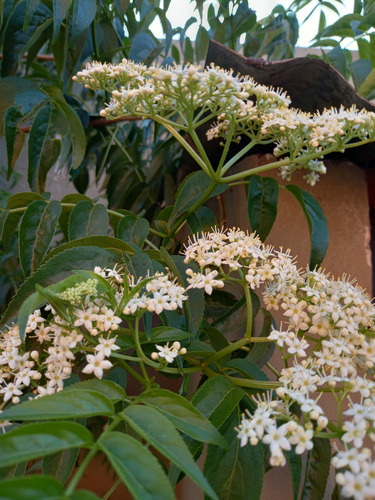 Planta De Saúco