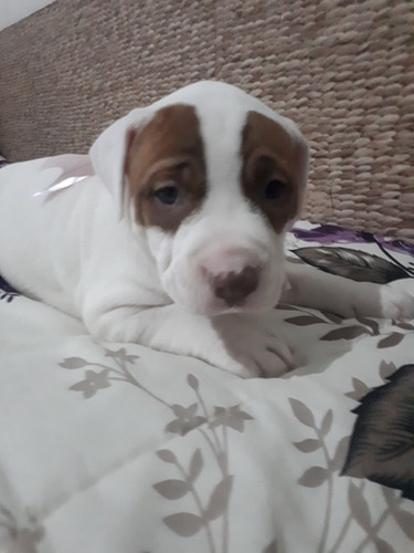 Imagem 3 de 5 de Lindos Filhotes Disponível!