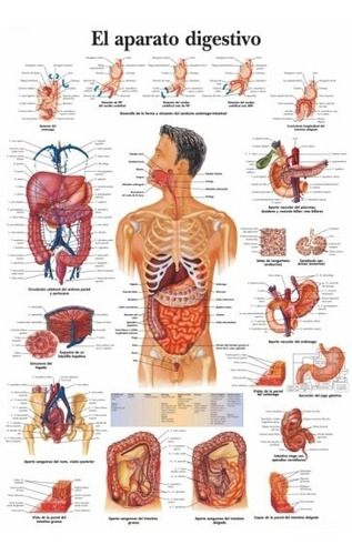 Aparato Digestivo - Cuerpo Humano Biologia - Lámina 45x30 Cm