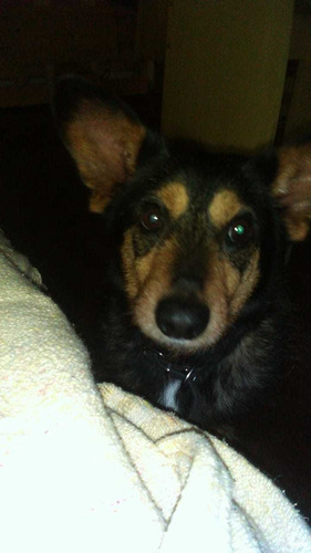 Imagen 5 de 8 de Guarderia Y Pensionado Canino - Sin Caniles - Zona Noroeste