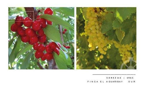 Imagen 5 de 30 de Campo - Finca Productiva De Primer Nivel, Mendoza, 80 Hectareas