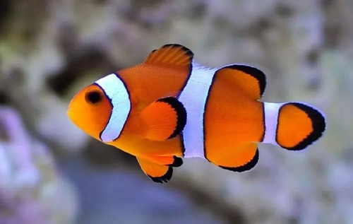Pez Payaso Ocellaris Marinos Acuario Pecera Nemo Reef (s)