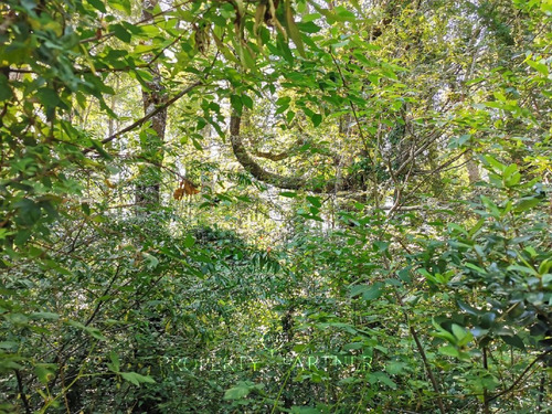 Hermosa Parcela A 4 Km De Pucón