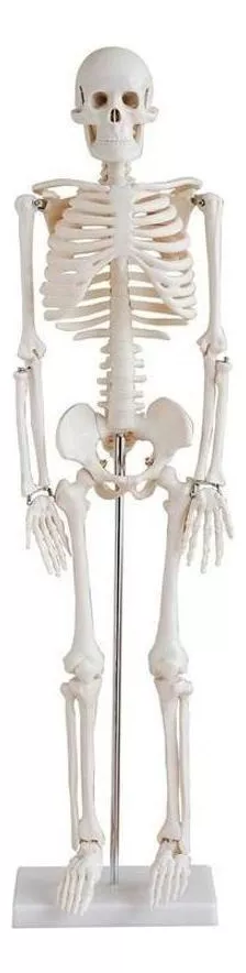 Primeira imagem para pesquisa de esqueleto