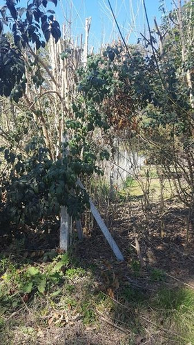 Imagen 5 de 6 de Terreno - Pilar