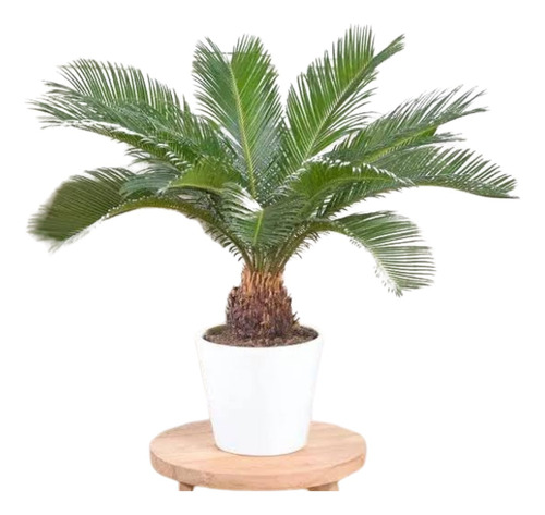 Palmera Sica 80 Cm