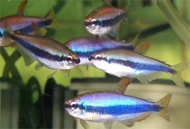 Tetra Kerry Blue(falso Emperador)