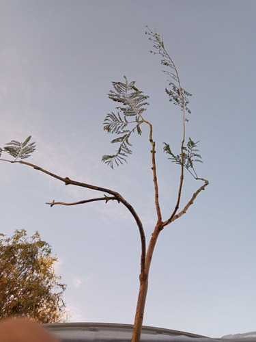 Imagen 2 de 9 de Arbol Jacarandá-5 Años 3mts. Ent.gratis Caba/gba