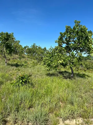 Hacienda-Finca en venta