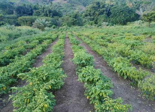 Terreno Agricola En San Juan, Isla De Margarita
