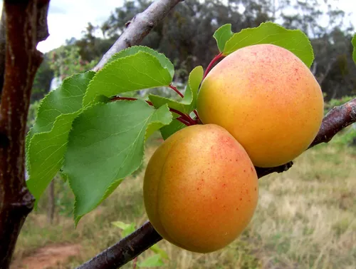 Sementes de Damasco da Manchúria - Preço: €4.50