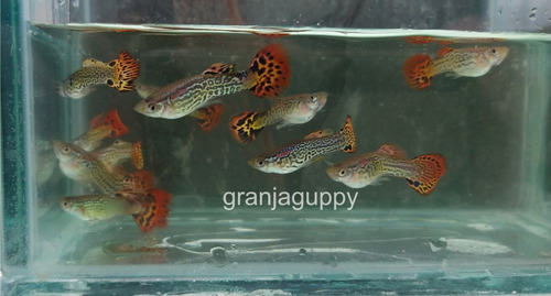 Imagen 3 de 6 de Peces Pez Guppys - Cobra Rojo - Red Cobra