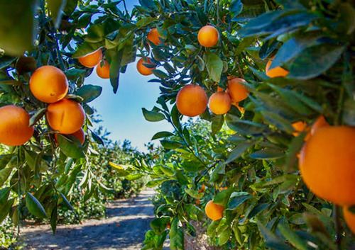 Adubo Fertilizante P/ Laranja - 10 Litros- Imperial Supremo