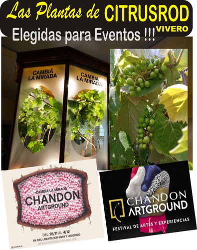 Imagen 8 de 9 de Alocasia Oreja De Elefante - Hermoso - E.gratis A Caba Y Gba