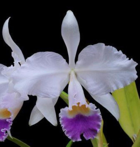 Orquidea Cattleya Trianae Coerulia | Parcelamento sem juros