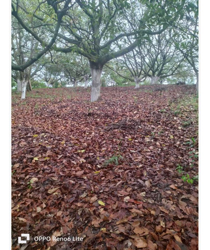 Terreno En Venta En Emiliano Zapata Ejido De Tenancingo, Tenancingo, México