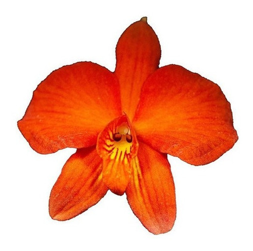 Orquídeas Sophronitis Coccinea Adulta Laranja Avermelhado