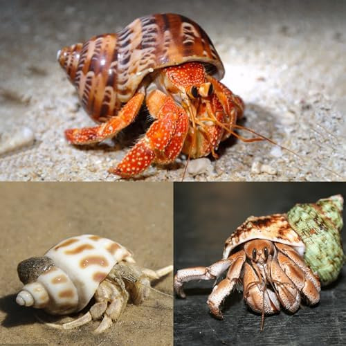 5 Conchas De Cangrejo Ermitaño Medianas Y Grandes | Tamaño D