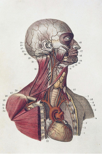 Clases De Anatomía Humana - Carrera De Medicina Y Conexas