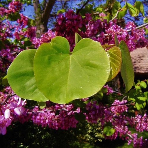 Imagen 5 de 10 de Árbol Del Amor, Árbol De Judas, Cercis Siliquastrum 10lts