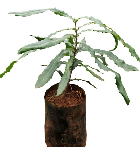 Planta Nuez De Macadamia 40 Cm 2 Años Maceta 4l Envios 