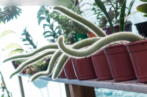 Colas De Mono 25-30cm Cactus Cleistocactus Colademononis