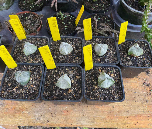 Astrophytum Tricostatum 3 Quinas Myriostigma Raro 2 Anos