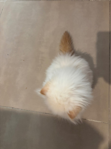 Gatito Persa 2 Meses Una Semana De Nacidos Vacunados Dm Blanco Sólido E Hinalayo
