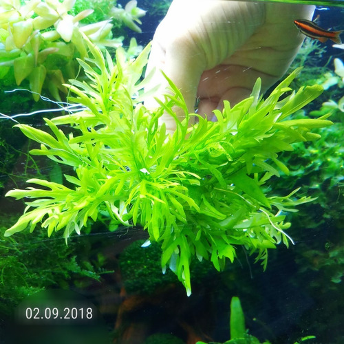 Hygrophila Difformis
