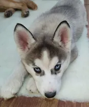 Comprar Cachorros Husky Siberiano
