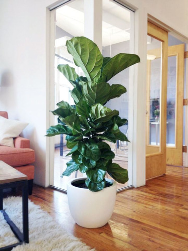 Macetas Con Plantas Artificiales Grandes Planta