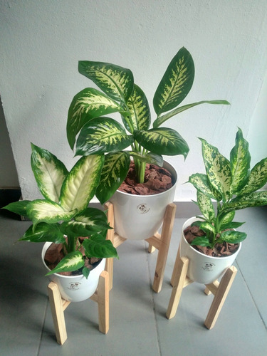 Combo Dieffenbachias X 3 Tropic + Mariana + Maceta + Pie