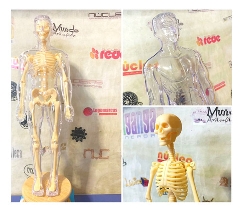 Modelo Corpo Humano Anatômico Esqueleto Orgãos Do Torço 1:6