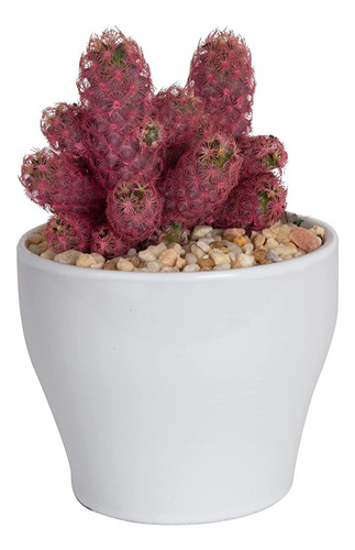 Desert Gems Cactus Live Indoor Plant, Regalo En Maceta ...