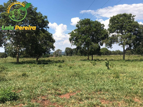 Imagem 6 de 15 de Fazenda À Venda Em Corguinho - Ms - De 207 Hectares (pecuária) - 1776